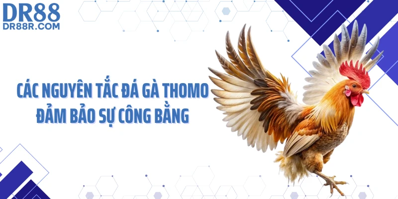 Các nguyên tắc đá gà Thomo đảm bảo sự công bằng