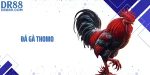Đá Gà Thomo DR88 - Trải Nghiệm Trực Tiếp Với Luật Chi Tiết