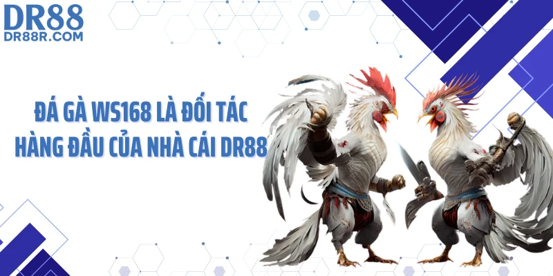 Đá gà WS168 là đối tác hàng đầu của nhà cái DR88
