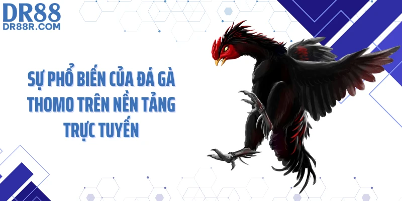 Sự phổ biến của đá gà Thomo trên nền tảng trực tuyến